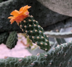 Consolea moniliformis