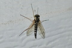 Chrysopilus ornatus
