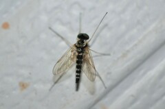 Chrysopilus ornatus