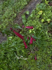 Penstemon roseus