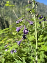 Delphinium glaucum