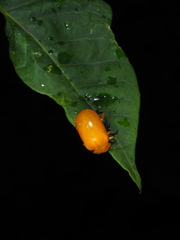 Podontia lutea