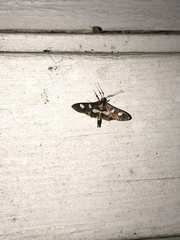 Desmia funeralis