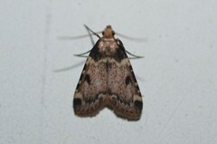 Aglossa costiferalis