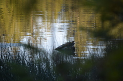 Lophodytes cucullatus