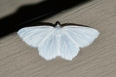 Lomographa vestaliata
