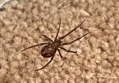 Steatoda grossa