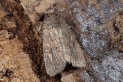 Spodoptera cilium
