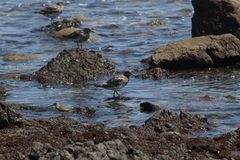 Calidris virgata