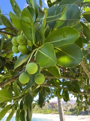 Calophyllum inophyllum