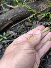 Ranunculus polyphyllus