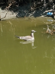 Leucophaeus atricilla