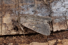Spodoptera cilium