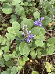 Vitex rotundifolia