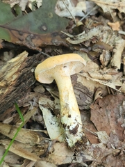 Hydnum cuspidatum