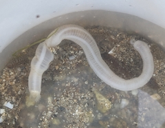 Leptosynapta albicans