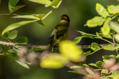 Geothlypis tolmiei