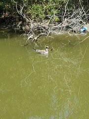 Leucophaeus atricilla