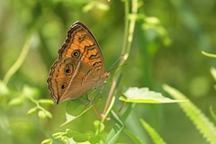 Junonia almana