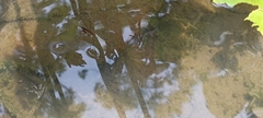 Limnometra