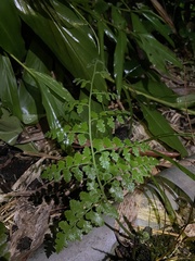 Microlepia nepalensis