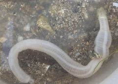 Leptosynapta albicans