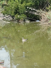 Leucophaeus atricilla