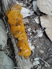 Tremella
