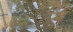 Limnometra