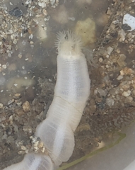 Leptosynapta albicans