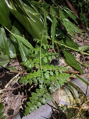 Microlepia nepalensis