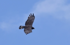 Buteo albonotatus