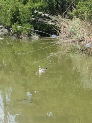 Leucophaeus atricilla