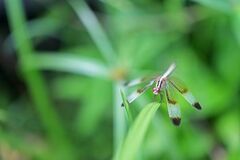Neurothemis tullia