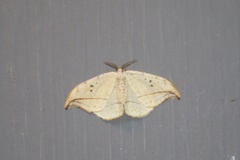 Drepana arcuata