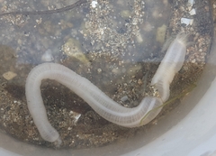 Leptosynapta albicans