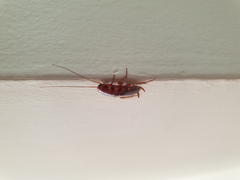 Periplaneta australasiae