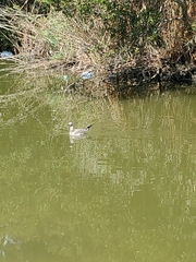 Leucophaeus atricilla