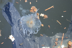 Chrysaora chesapeakei