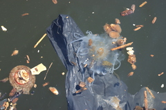 Chrysaora chesapeakei