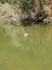 Leucophaeus atricilla