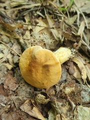 Hydnum cuspidatum