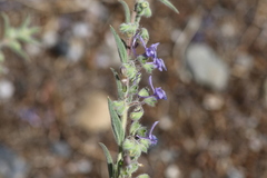 Trichostema lanceolatum