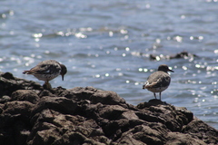 Calidris virgata
