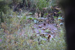 Lithobates catesbeianus