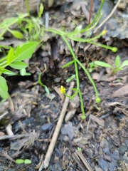 Ranunculus polyphyllus