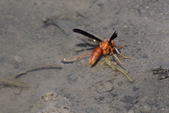 Fuscopolistes