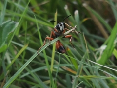Sphex dorsalis