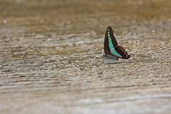 Graphium sarpedon