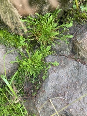 Selaginella pallescens